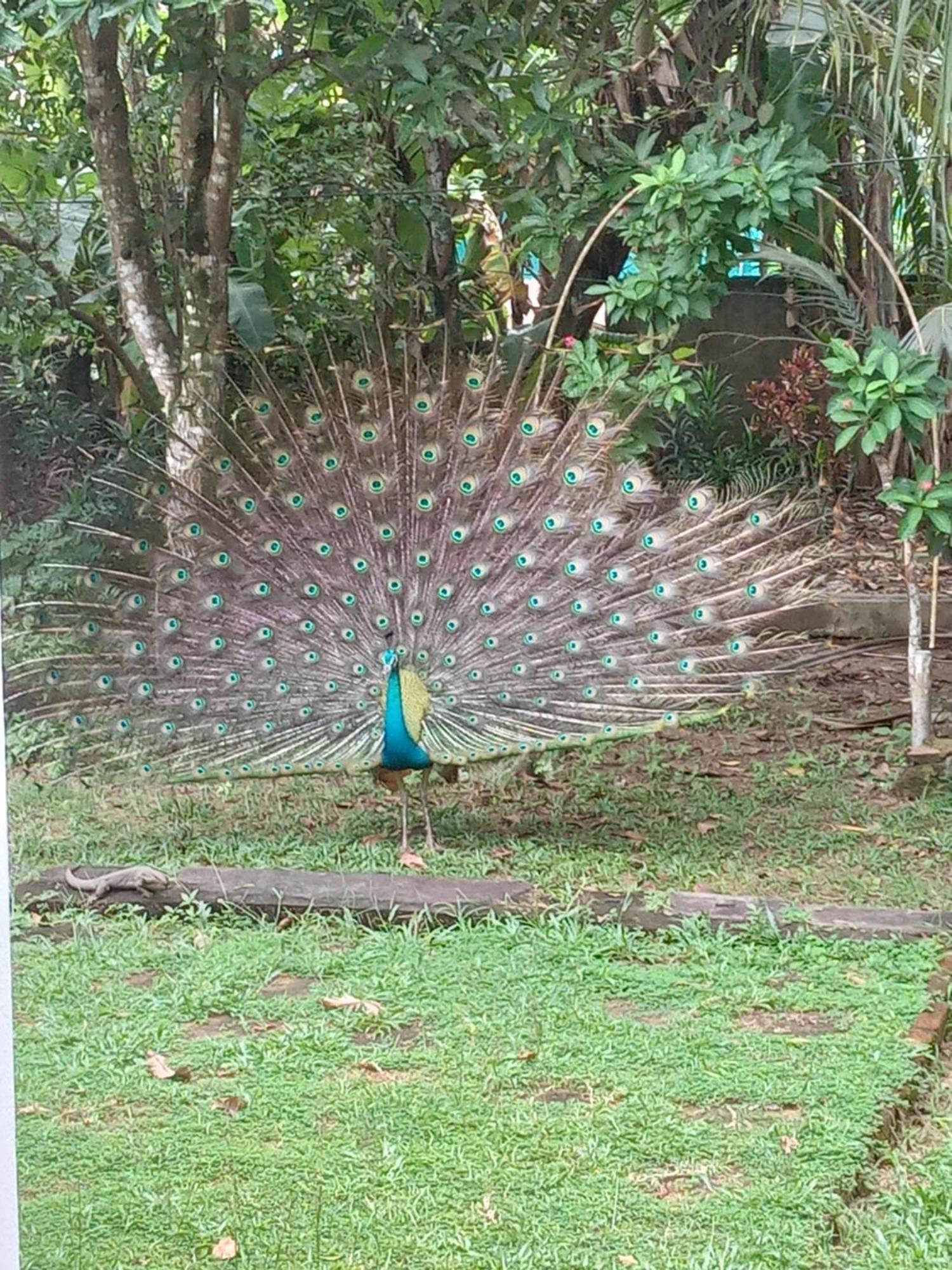 Bird Villa Galle Εξωτερικό φωτογραφία